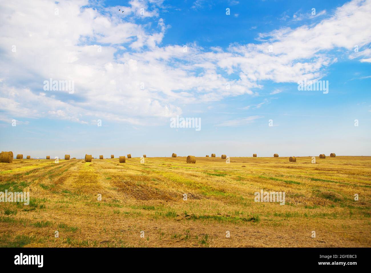 Beautiful summer wheat field hi-res stock photography and images - Alamy