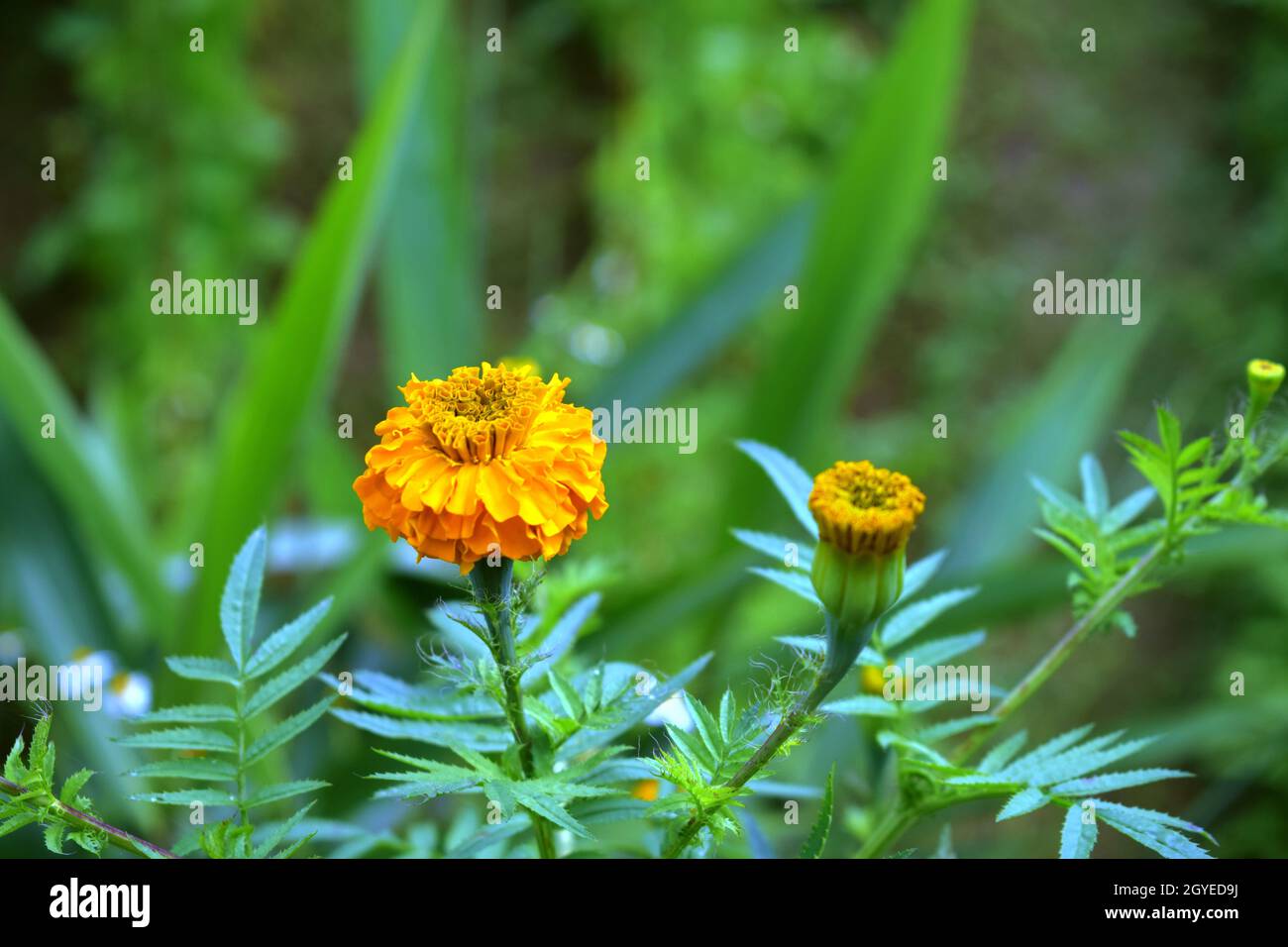 Marigold Flower Picture taken at Mankhim, Sikkim, India Stock Photo