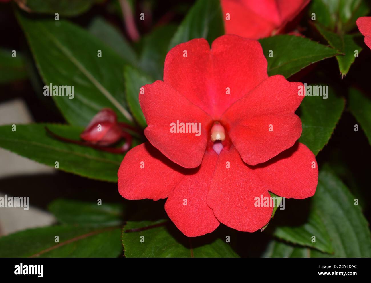 Busy Lizzie Flower Picture taken at Icchegaon, Kalimpong, West Bengal