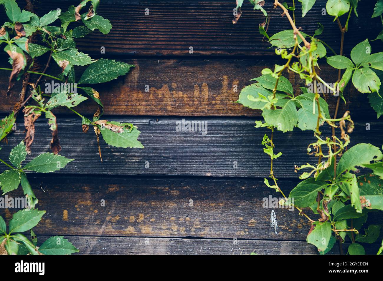 Close up of old dark wood panels with green vines Stock Photo