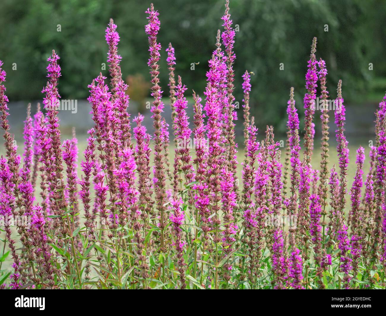 Tall purple loosestrife flower spikes in a garden, Lythrum virgatum Rosy Gem Stock Photo