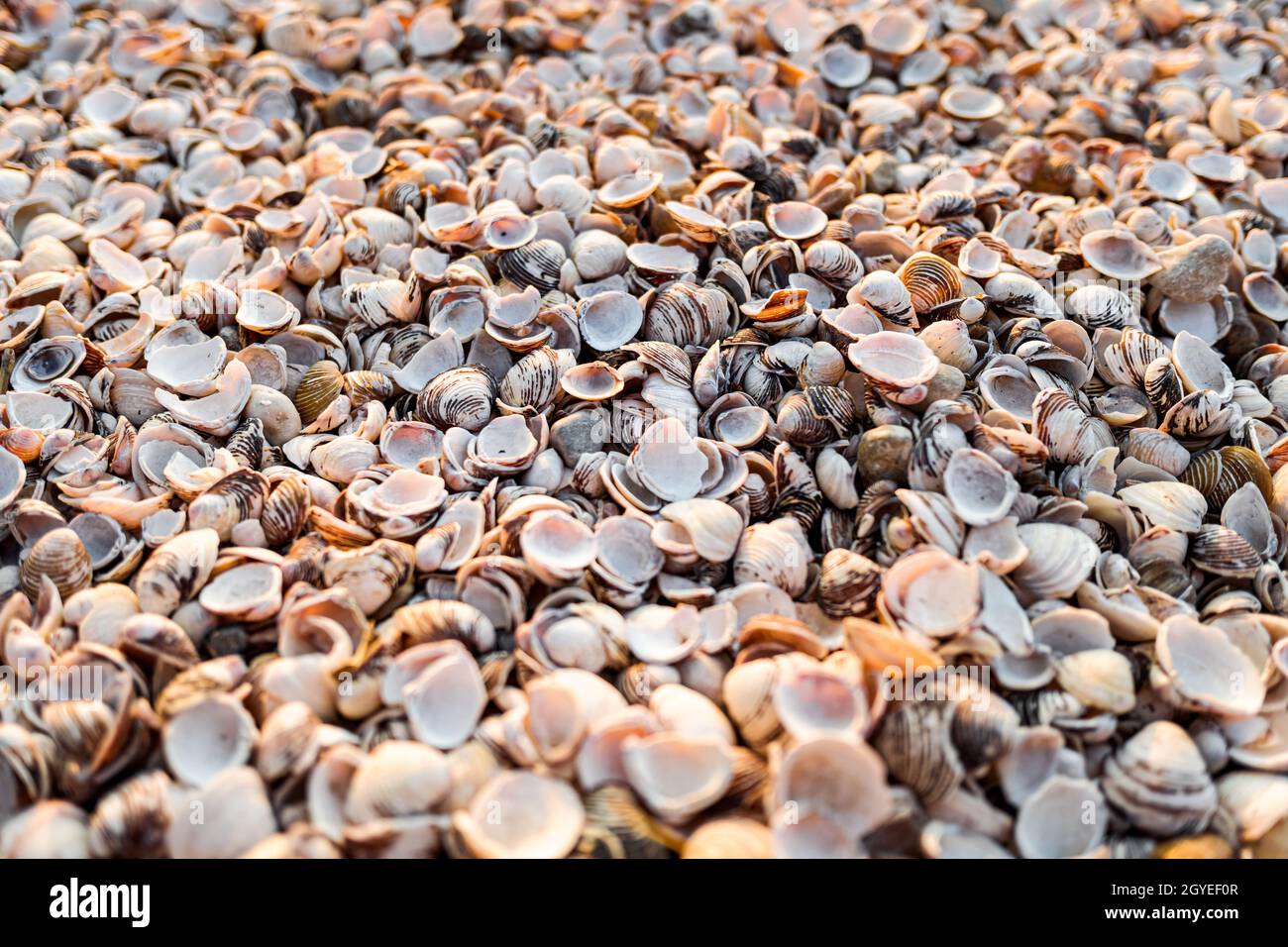 Thousands of empty clam shells, full shell background to use as ...