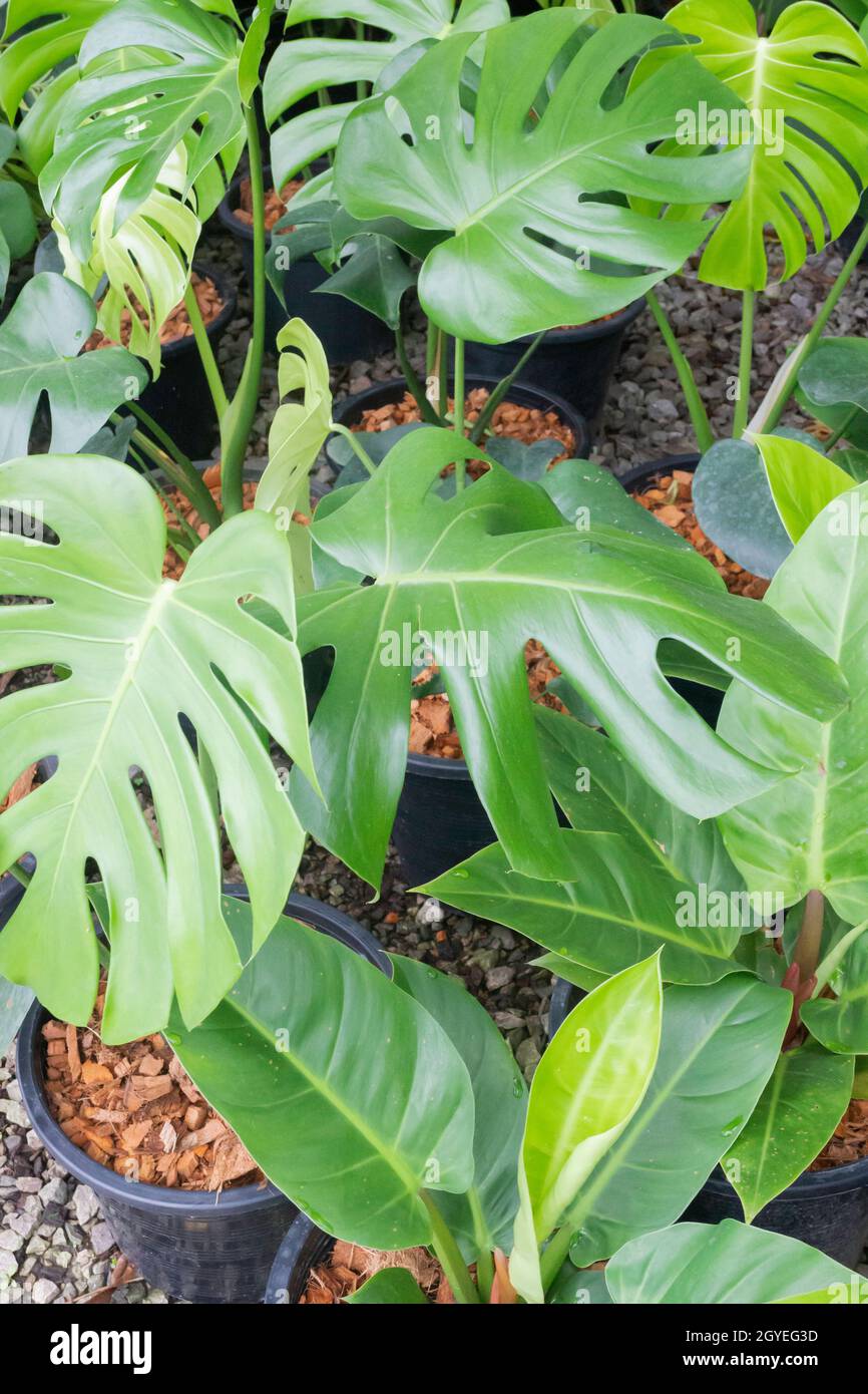 Monstera deliciosa or split-leaf philodendron in a pot, stock photo Stock  Photo - Alamy