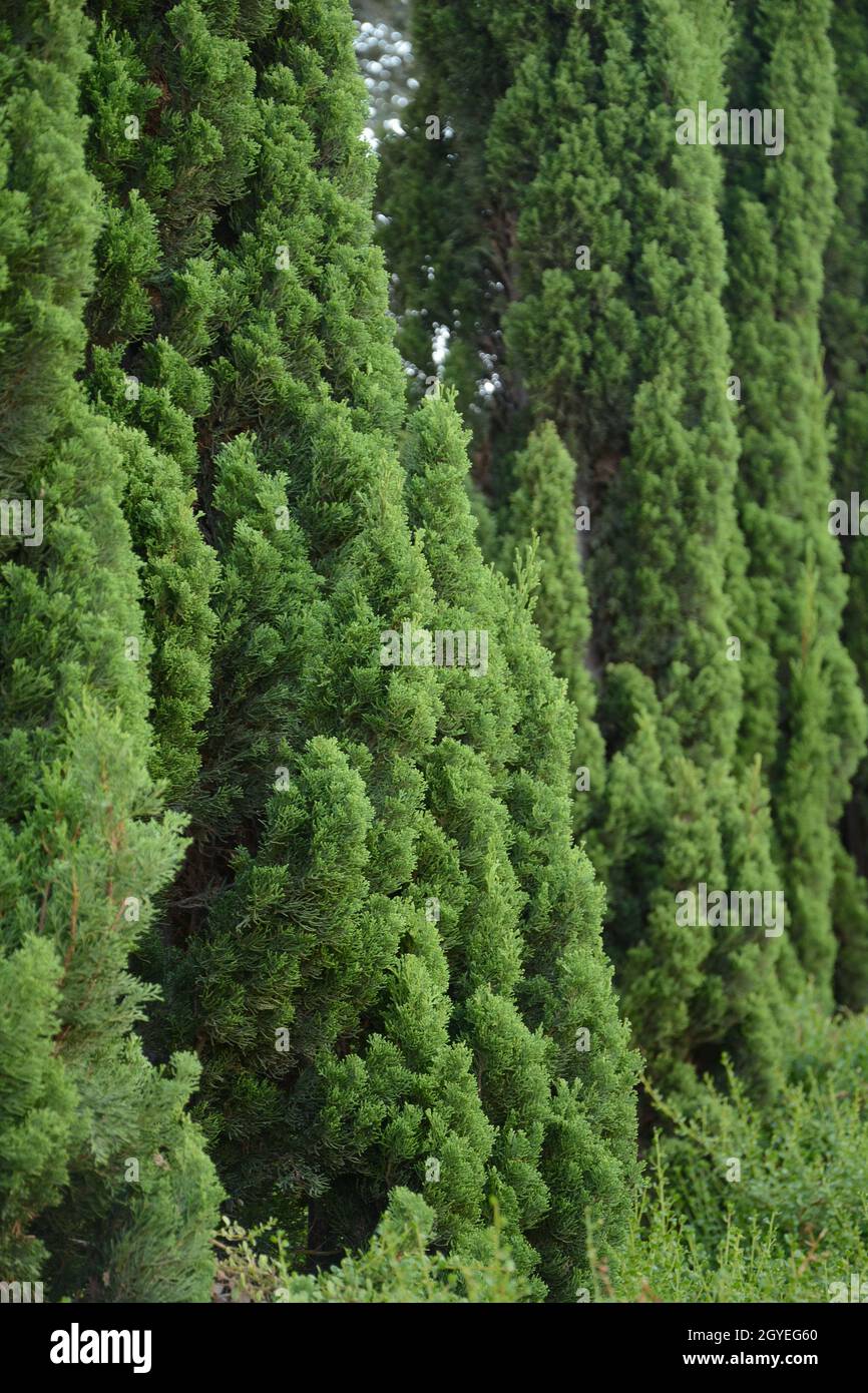 Mediterranean cypress or Italian cypress, pencil pine. Cupressus macrocarpa or Hesperocyparis macrocarpa. Stock Photo