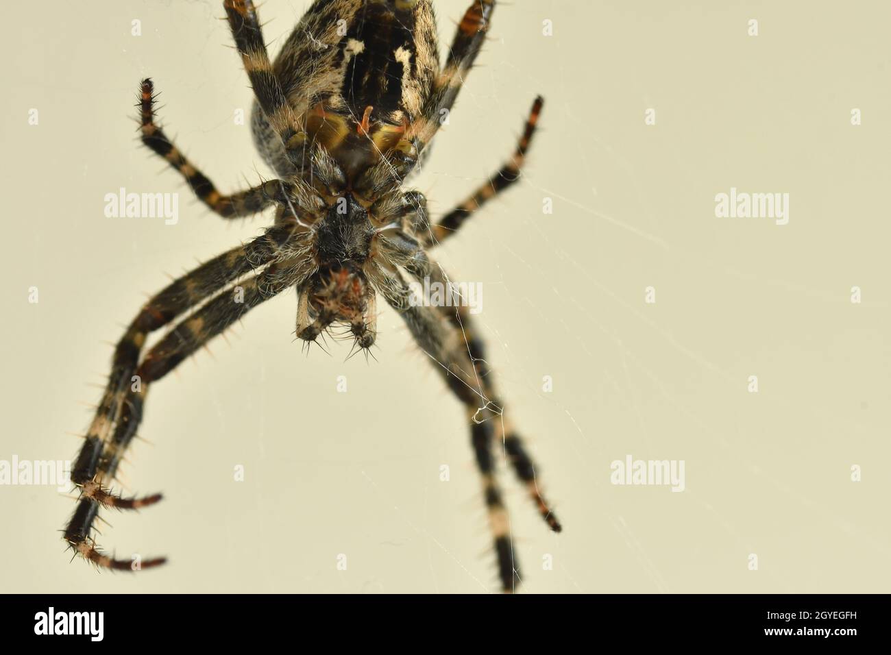 a garden spider in its web in a macro Stock Photo - Alamy