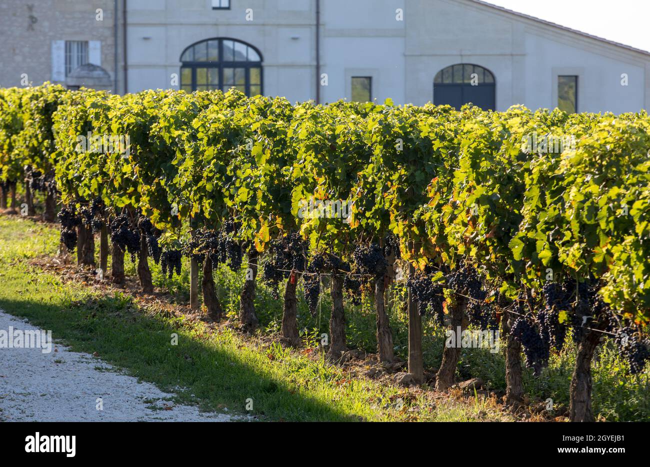 Ripe red  grapes on rows of vines in a vienyard before the wine harvest in Saint Emilion region. France Stock Photo