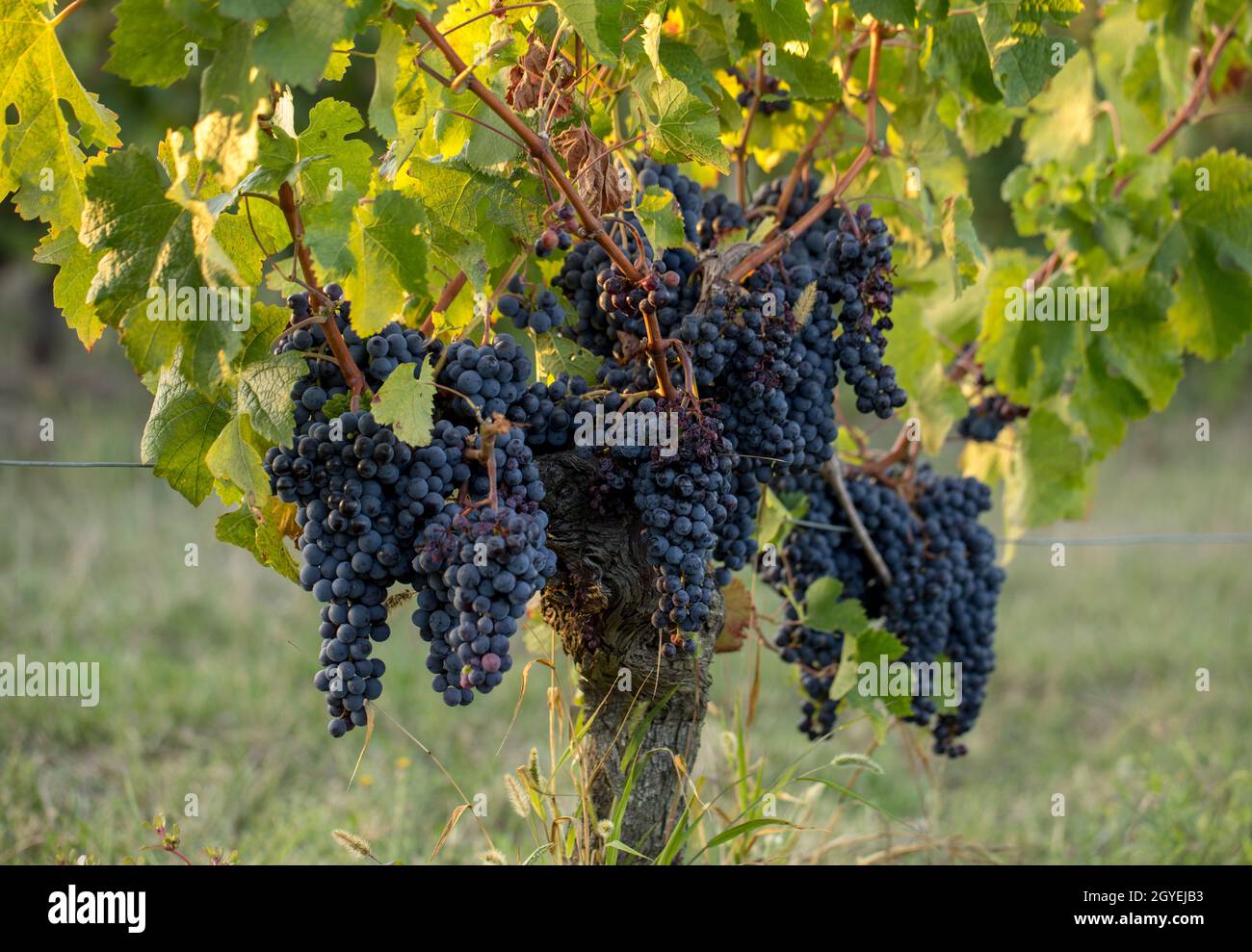 Ripe Merlot grapes lit by warm late sunshine in Montagne vineyard near Saint Emilion, Gironde, Aquitaine. France Stock Photo