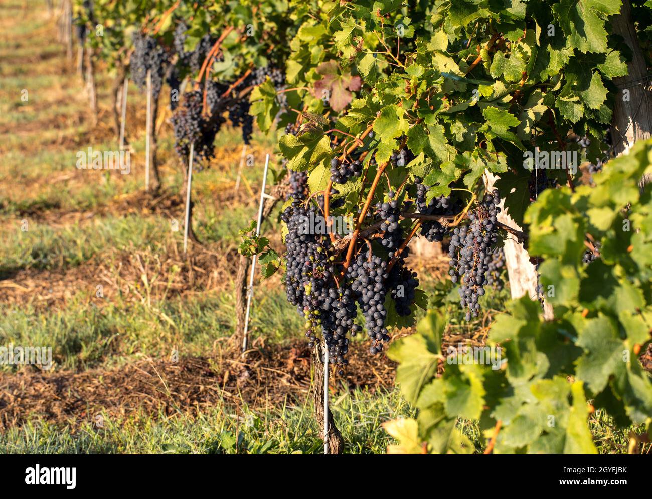 Red wine grapes ready to harvest and wine production. Saint Emilion, France Stock Photo