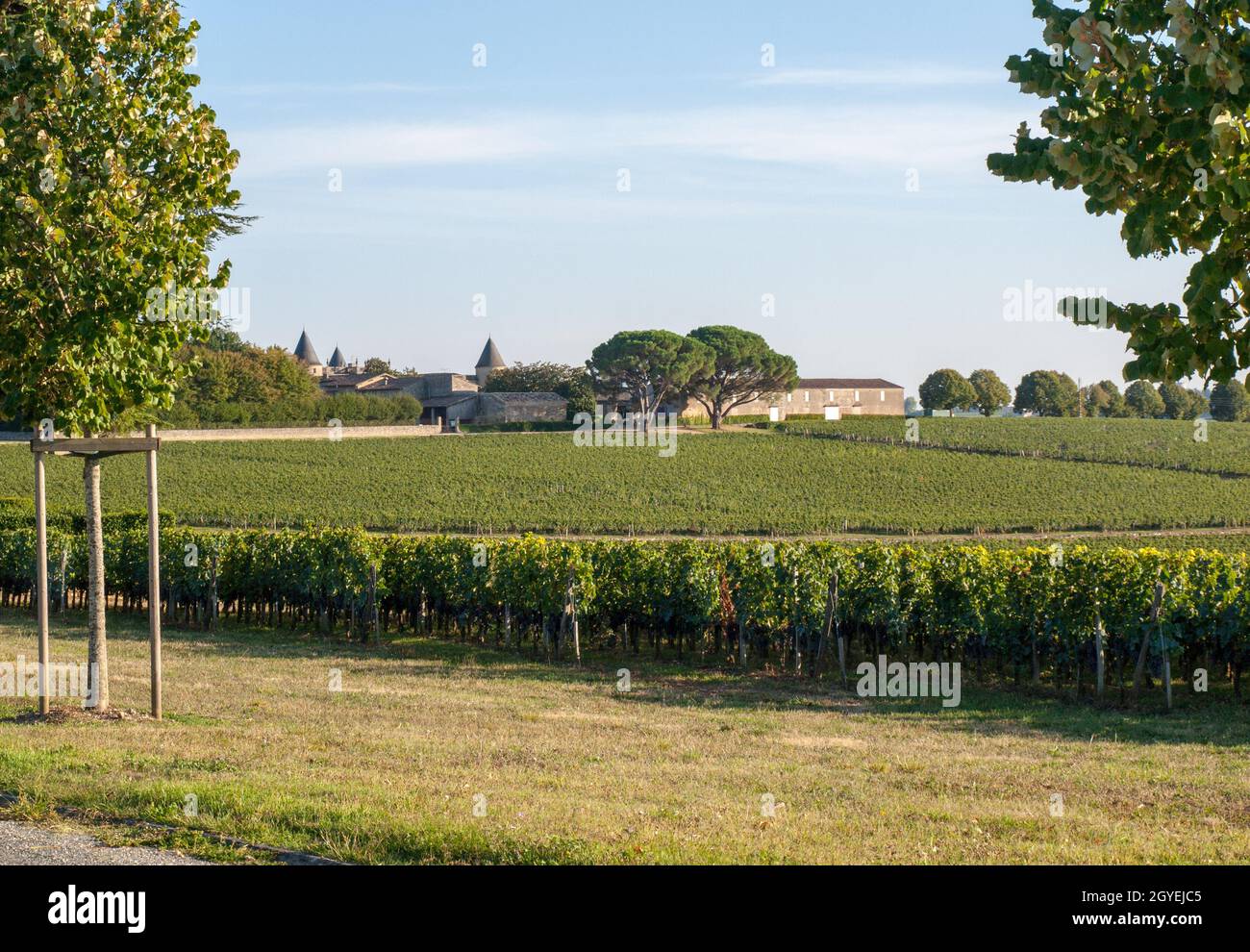 Ripe red Merlot grapes on rows of vines in a vienyard before the wine harvest in Saint Emilion region. France Stock Photo