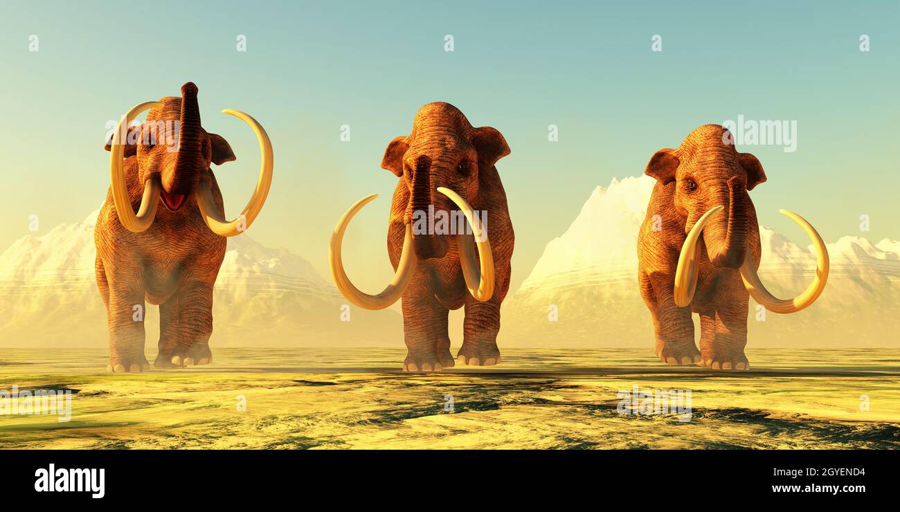 A herd of Columbian Mammoths walk together during the Pleistocene