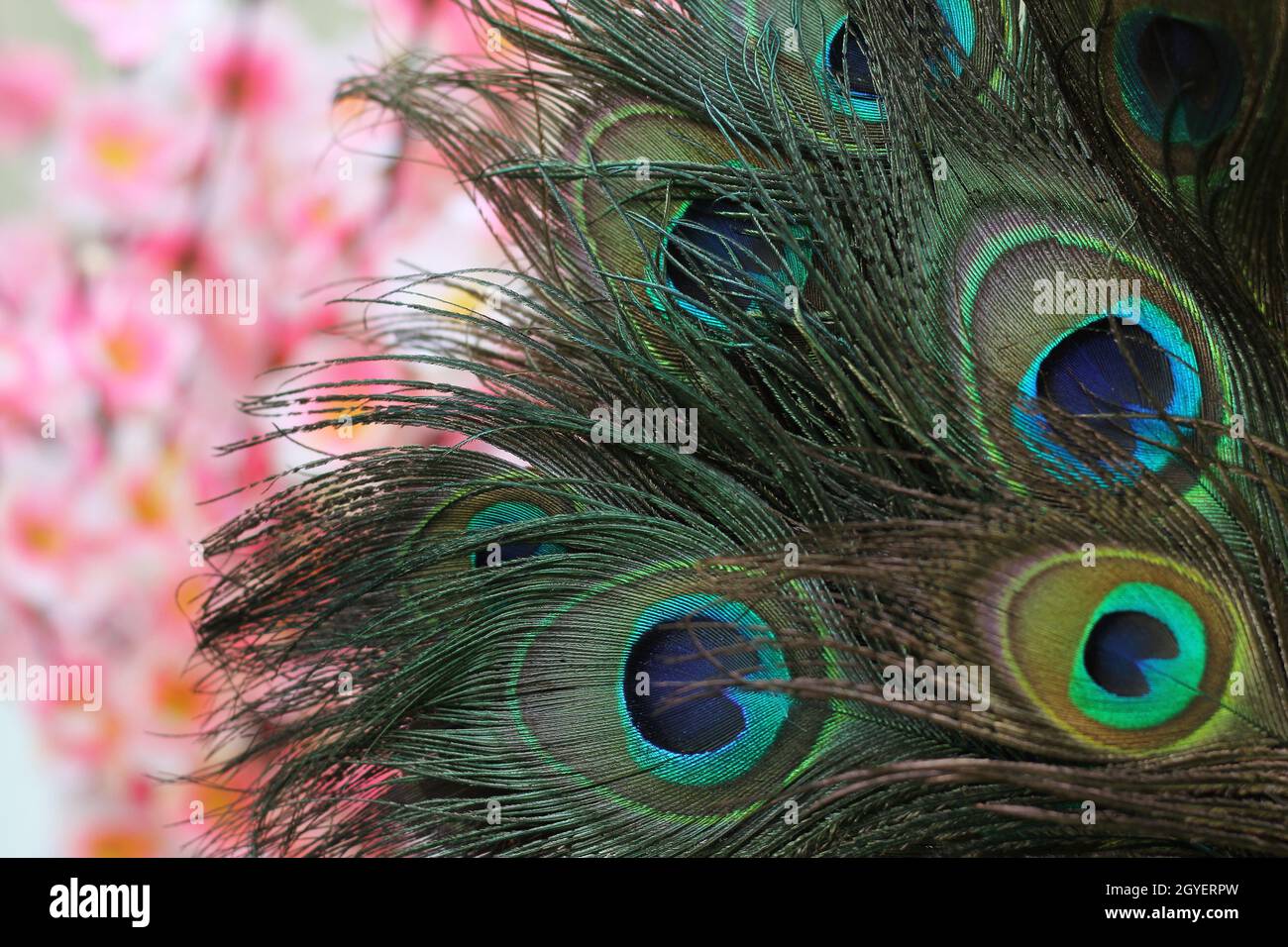 Peacock Feathers With Pink Flowers Blurred in Background Stock Photo ...