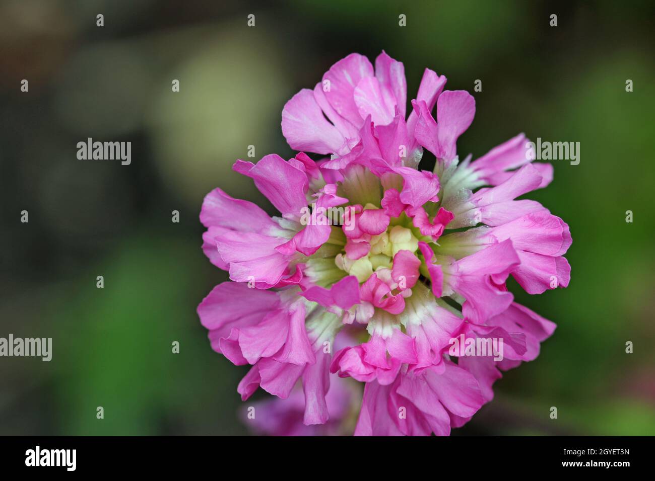 Pink sticky or german catchfly, Lychnis viscaria variety Splendens Plena, flowers with a blurred background of leaves. Stock Photo