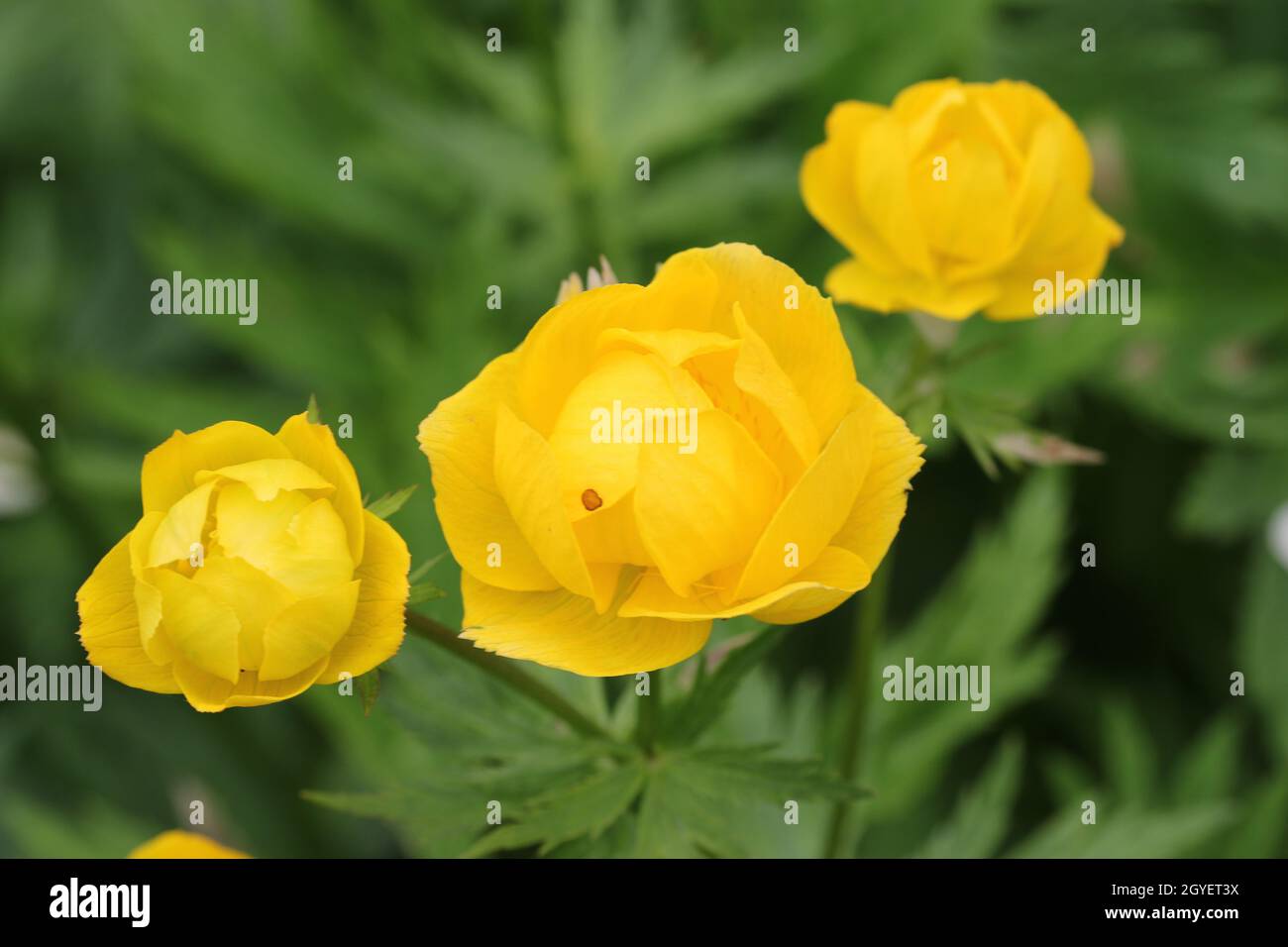 Yellow hybrid globeflower, Trollius x cultorum variety Bressingham Sunshine, flowers in close up with a background of blurred leaves and flowers. Stock Photo