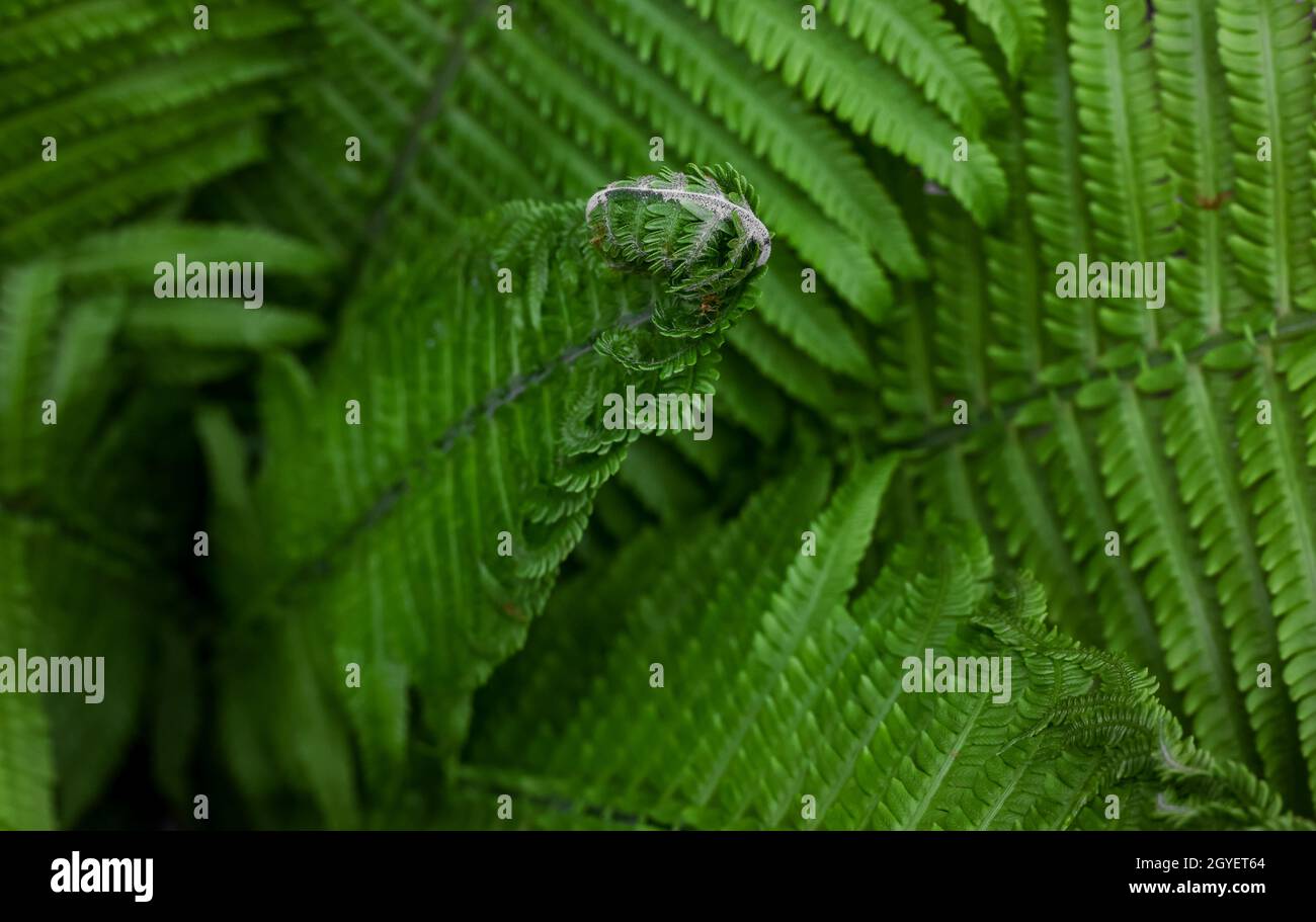 High view fern hi-res stock photography and images - Alamy