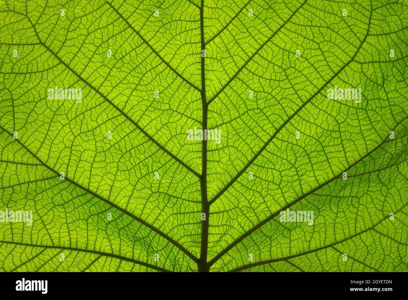Extreme close up background texture of backlit green leaf veins Stock ...