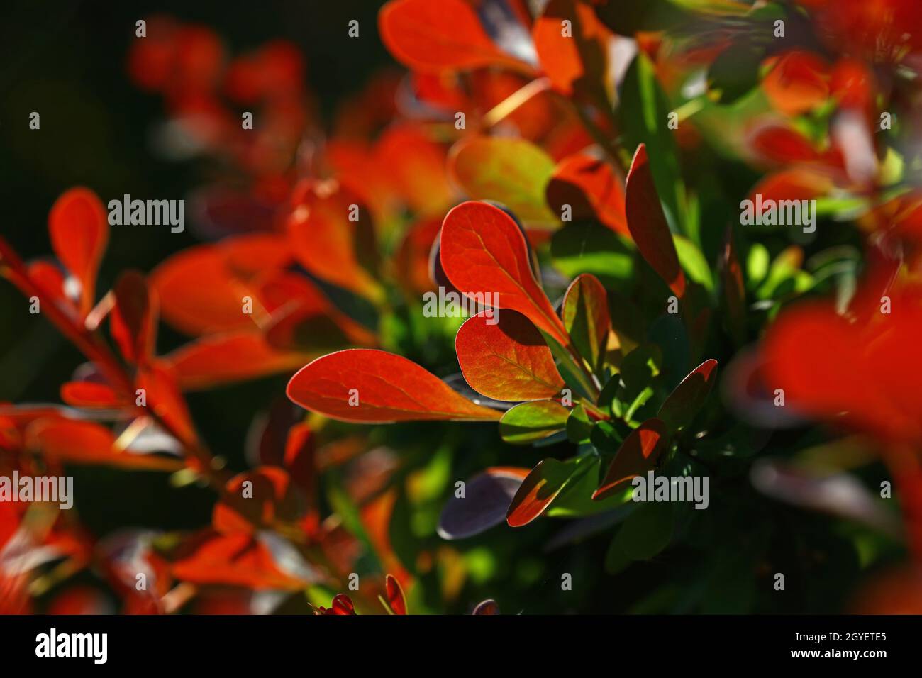 Close up vivid backlit red autumn berberis or barberry leaves, low angle view Stock Photo