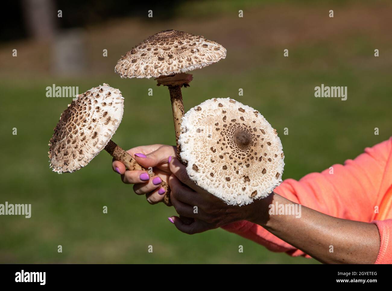 Ripe parasol mushroom Macrolepiota procera or Lepiota procera in the mushroom picker's hand Stock Photo