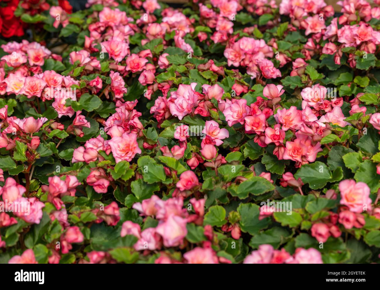 Pink flowers of begonia in flowerpot in summer decorative garden . Seasonal flowers Stock Photo