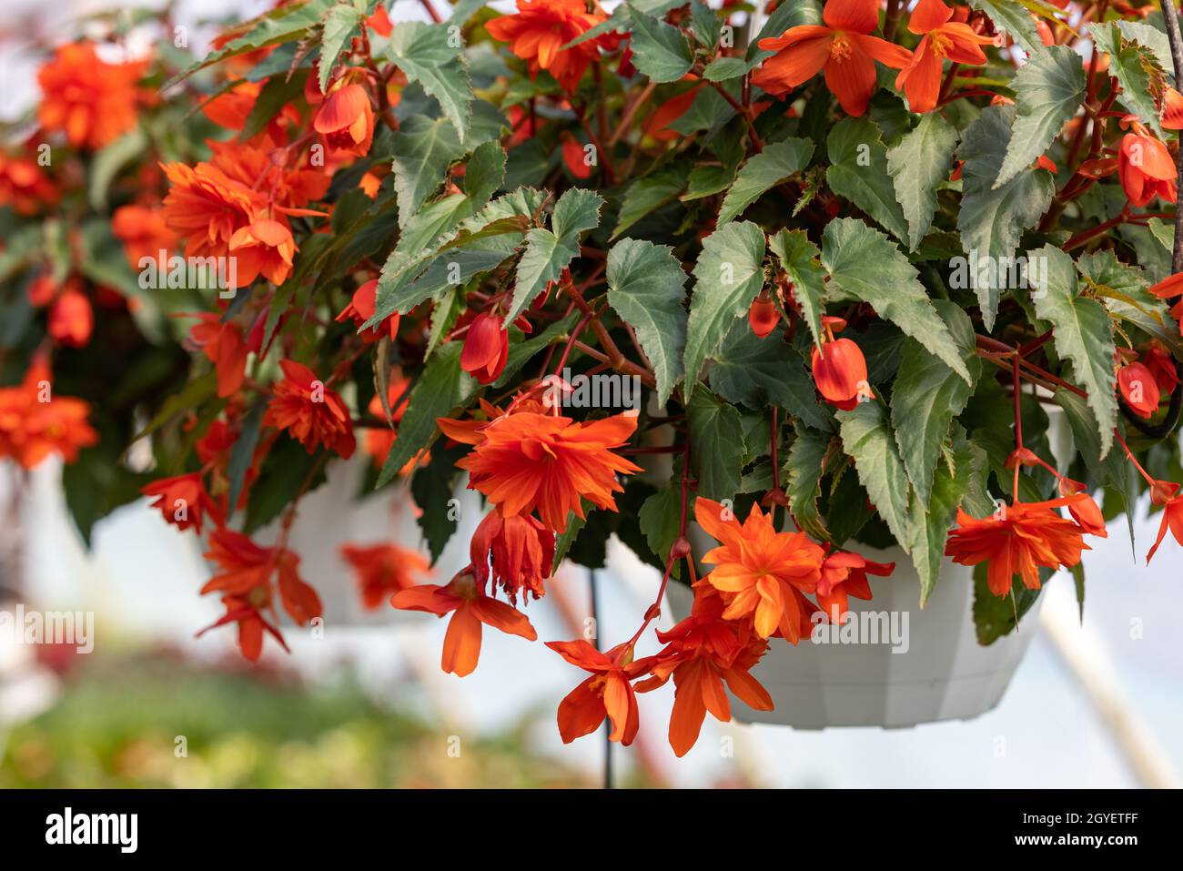 Close up of Begonia Illumination Orange flowers Stock Photo