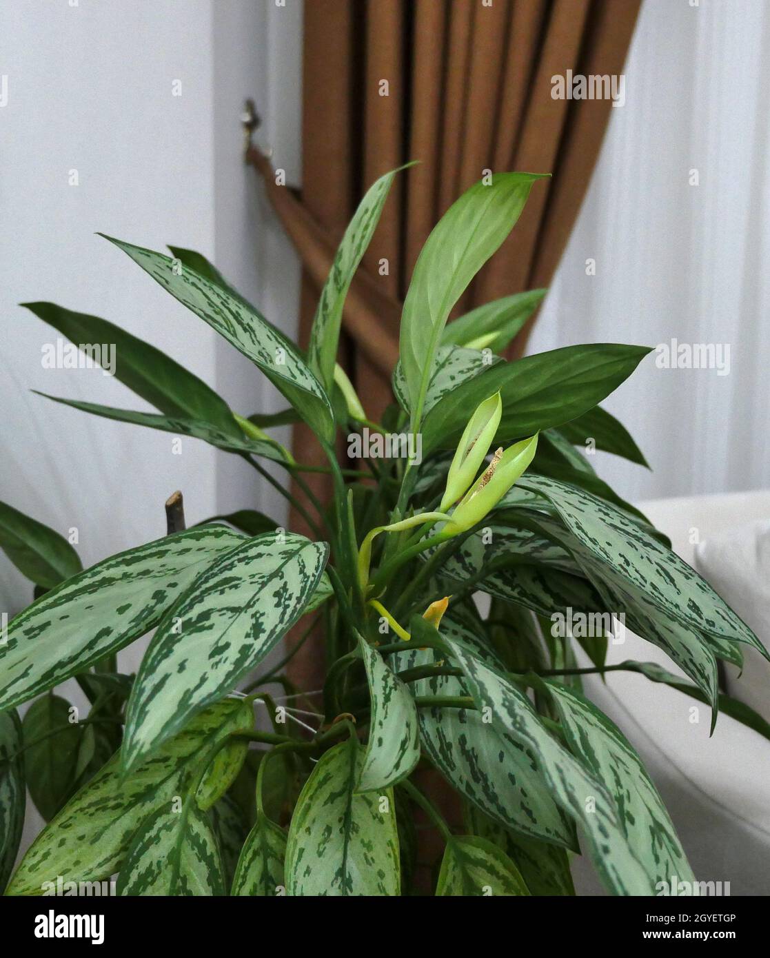 aglaonema ornamental plant in pot, natural live aglaonema flower in home environment, Stock Photo