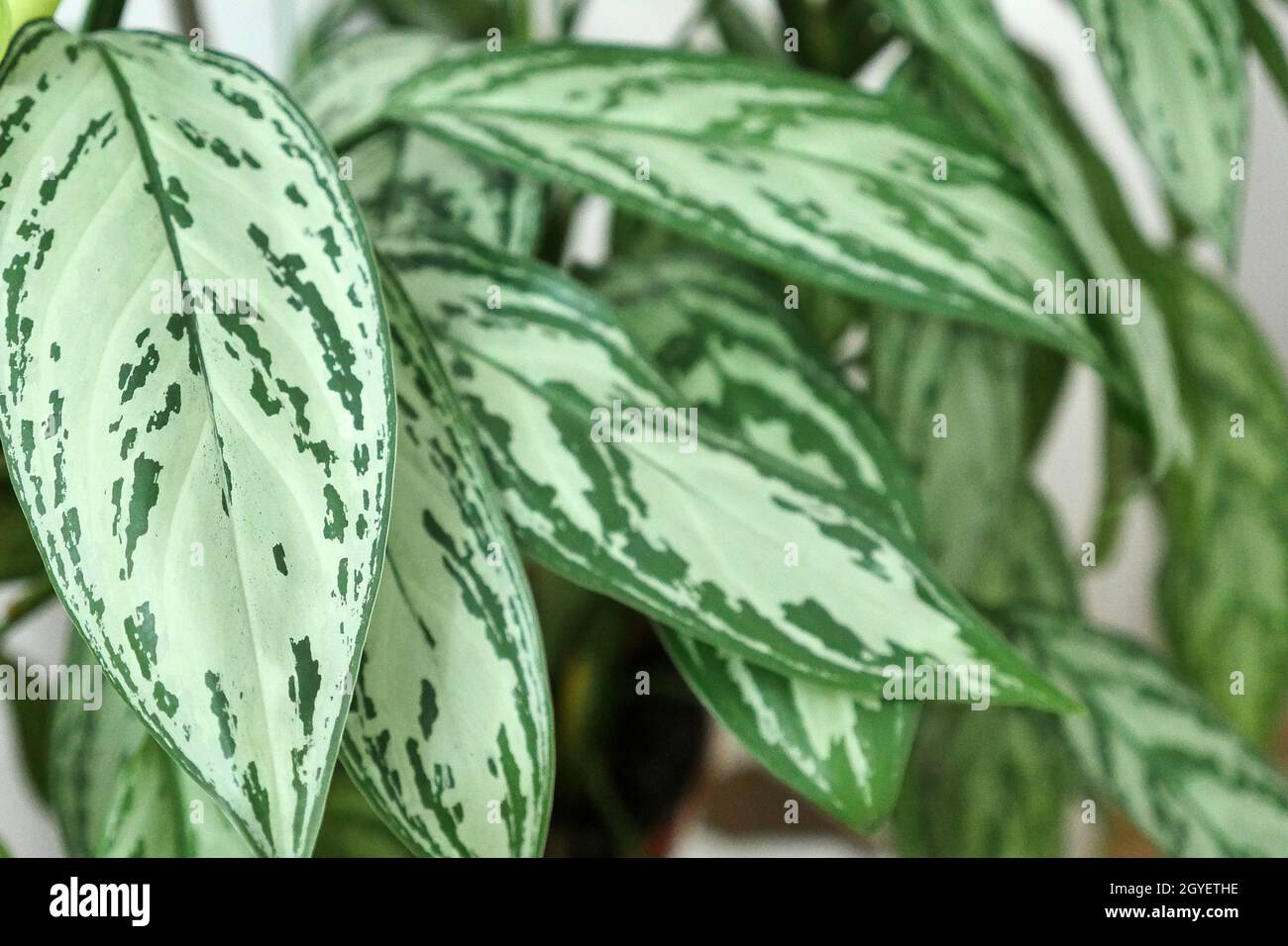 aglaonema ornamental plant in pot, natural live aglaonema flower in home environment, Stock Photo