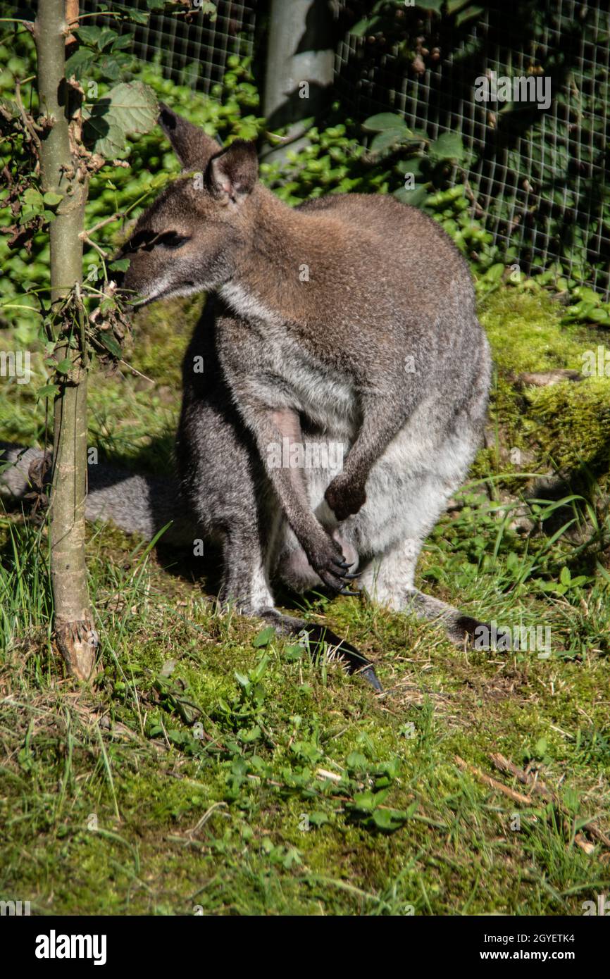 dwarf kangaroo squats in the sand Stock Photo - Alamy, image size:866x1390