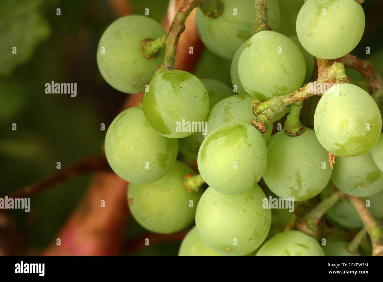 a bunch of grapes starting to ripen, a bunch of grapes on a vine Stock ...