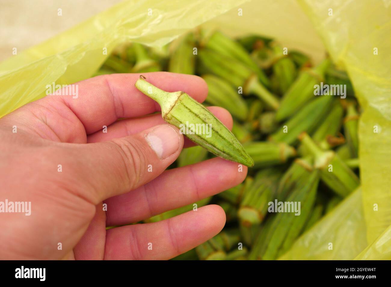 fresh okra for cooking, okra plant in a bag, okra grains Stock Photo