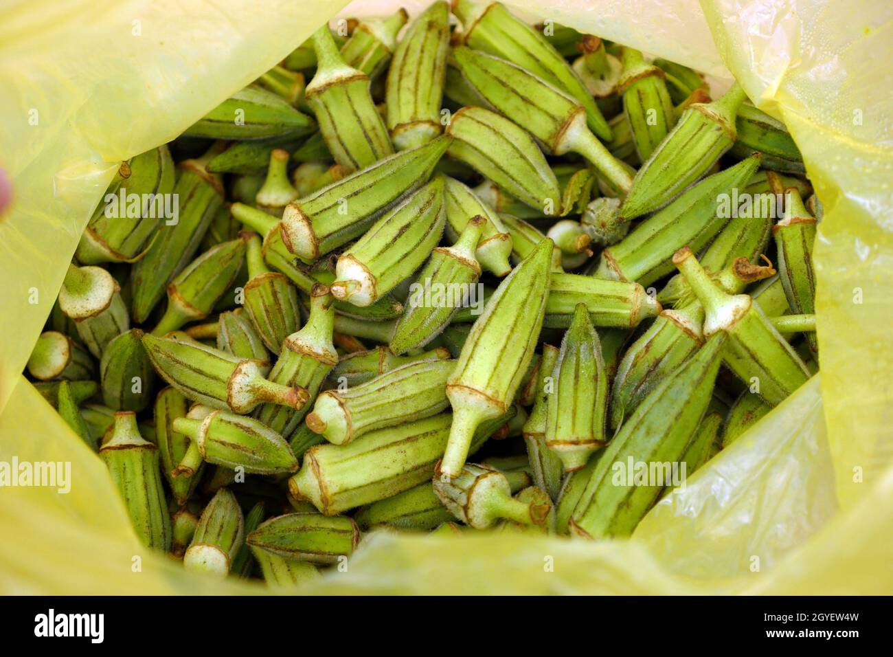 fresh okra for cooking, okra plant in a bag, okra grains Stock Photo
