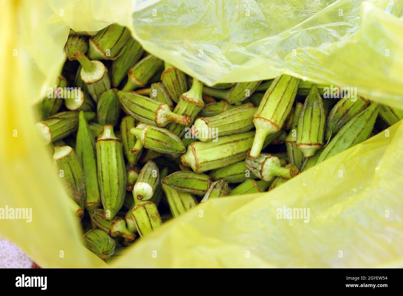 fresh okra for cooking, okra plant in a bag, okra grains Stock Photo