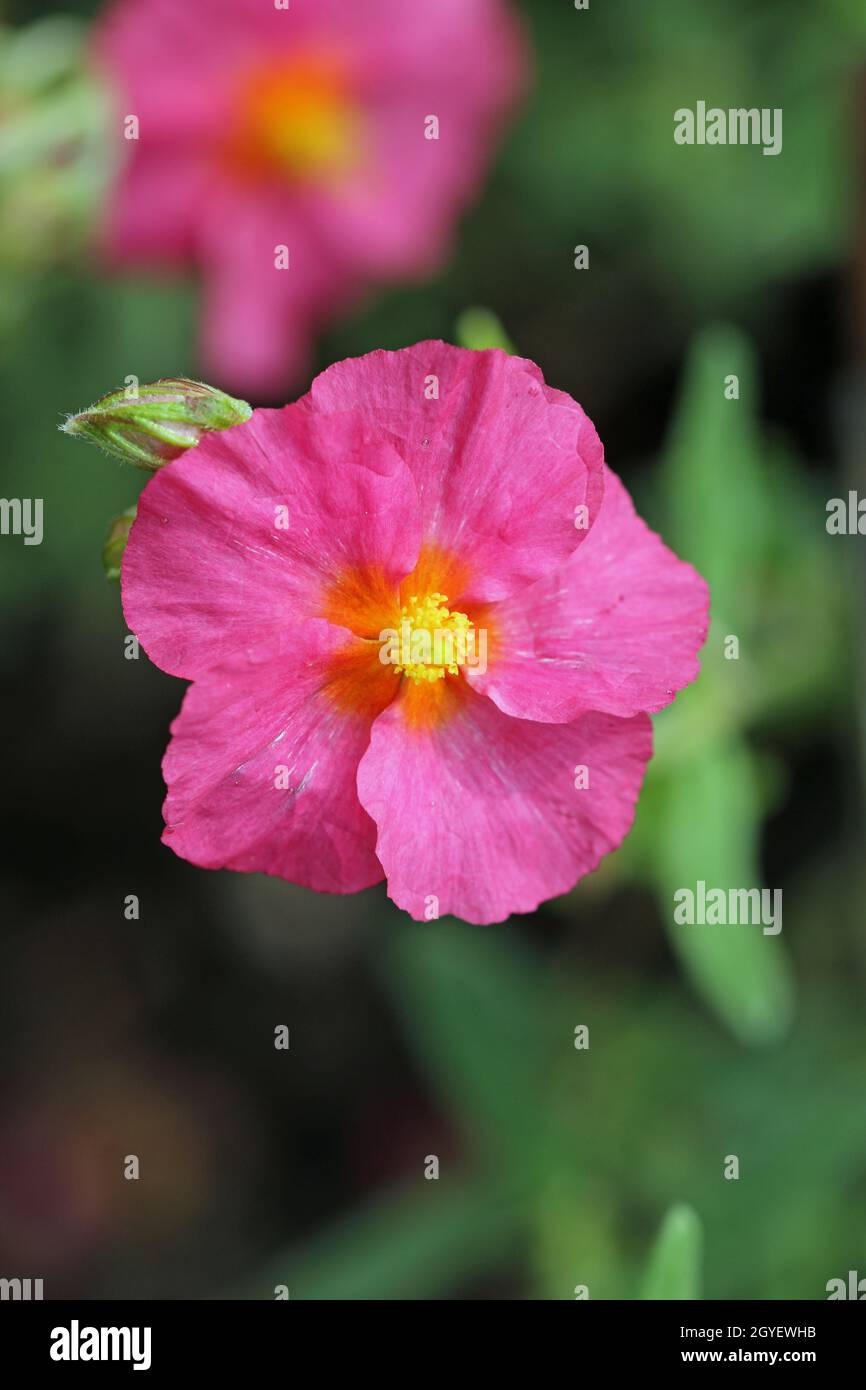 Pink rock rose, Helianthemum variety Sudbury Gem, flower in close up with an adjacent bud and a blurred background of leaves. Stock Photo