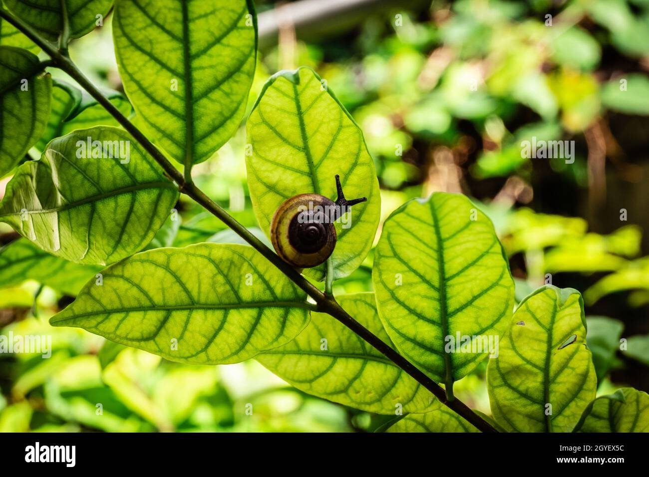snail in shell crawling on green nature leaf of tree in garden park ...