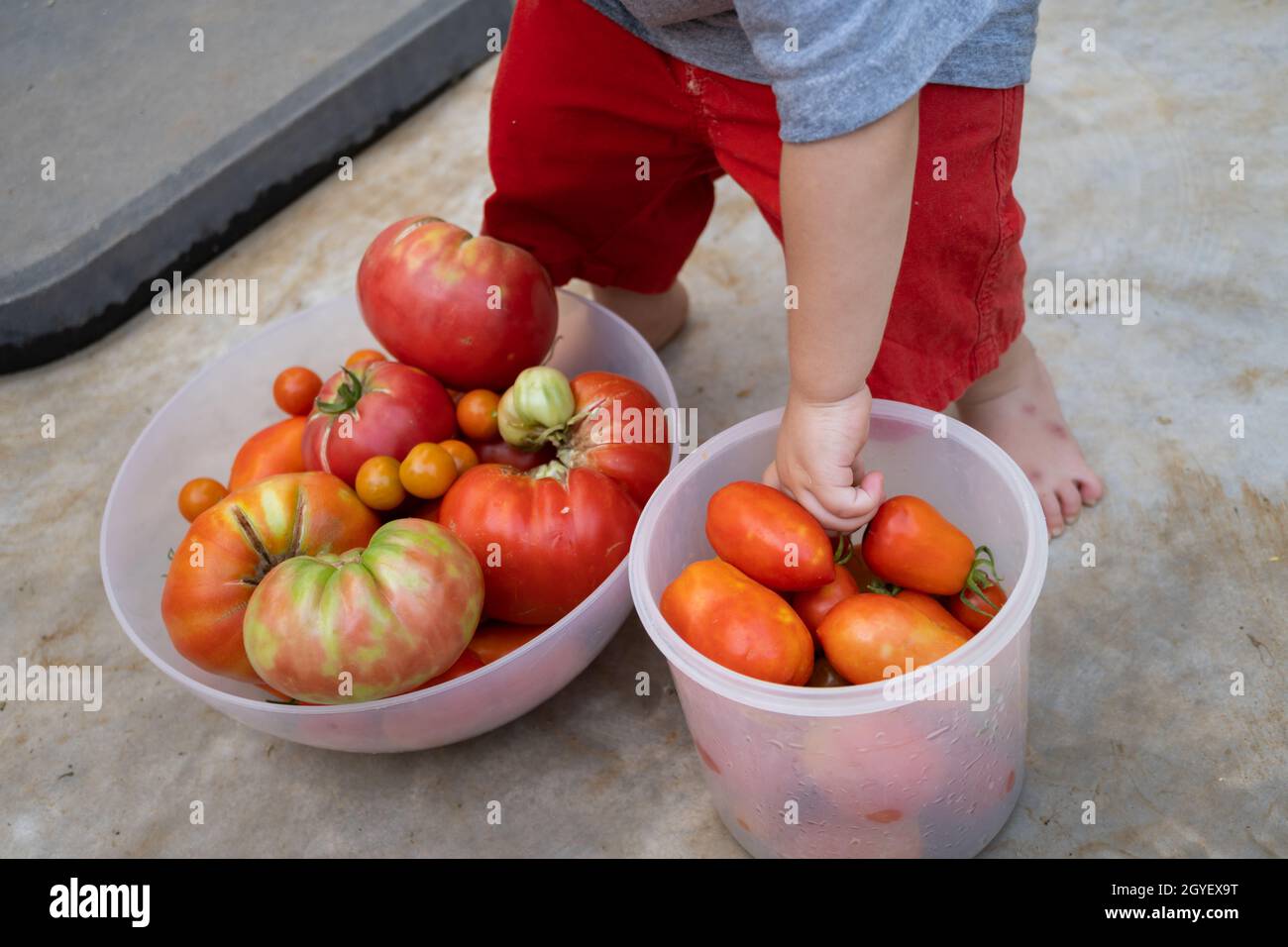 boy picking organic tomatoes in his home garden Stock Photo - Alamy