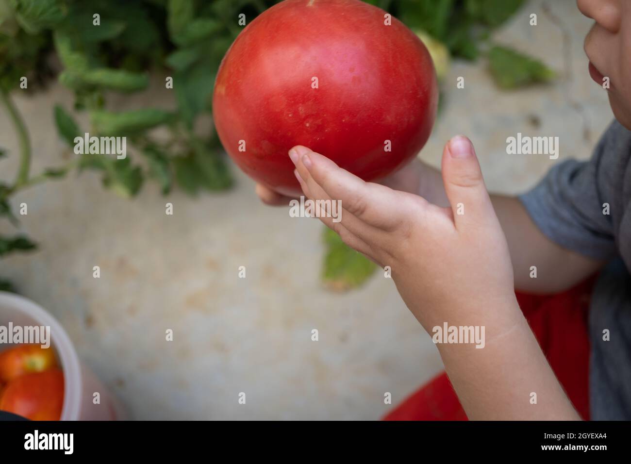 boy picking organic tomatoes in his home garden Stock Photo - Alamy