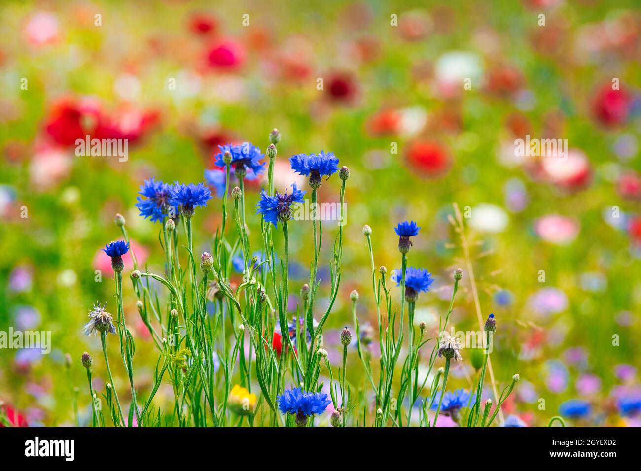 Cornflower and other flowers in a colourful meadow in the sunshine