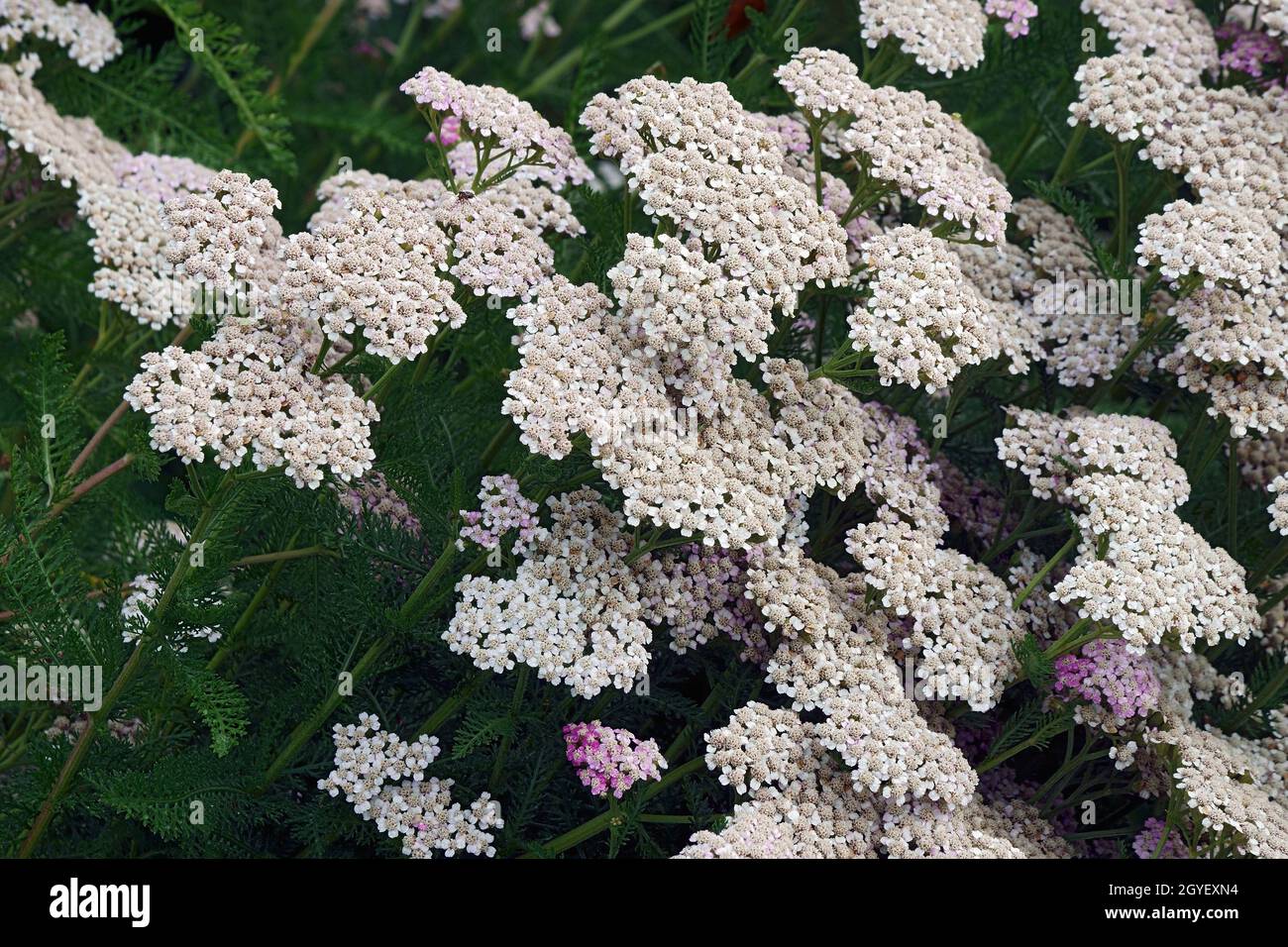 Yarrow (Achillea millefolium). Called Common yarrow, Nosebleed plant, Old man's pepper, Devil's nettle, Sanguinary and Milfoil also. Stock Photo