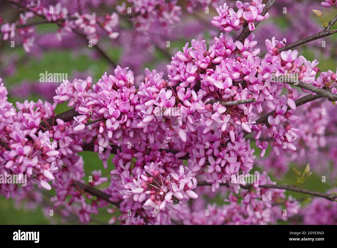 Eastern redbud (Cercis canadensis). State tree of Oklahoma. Stock Photo