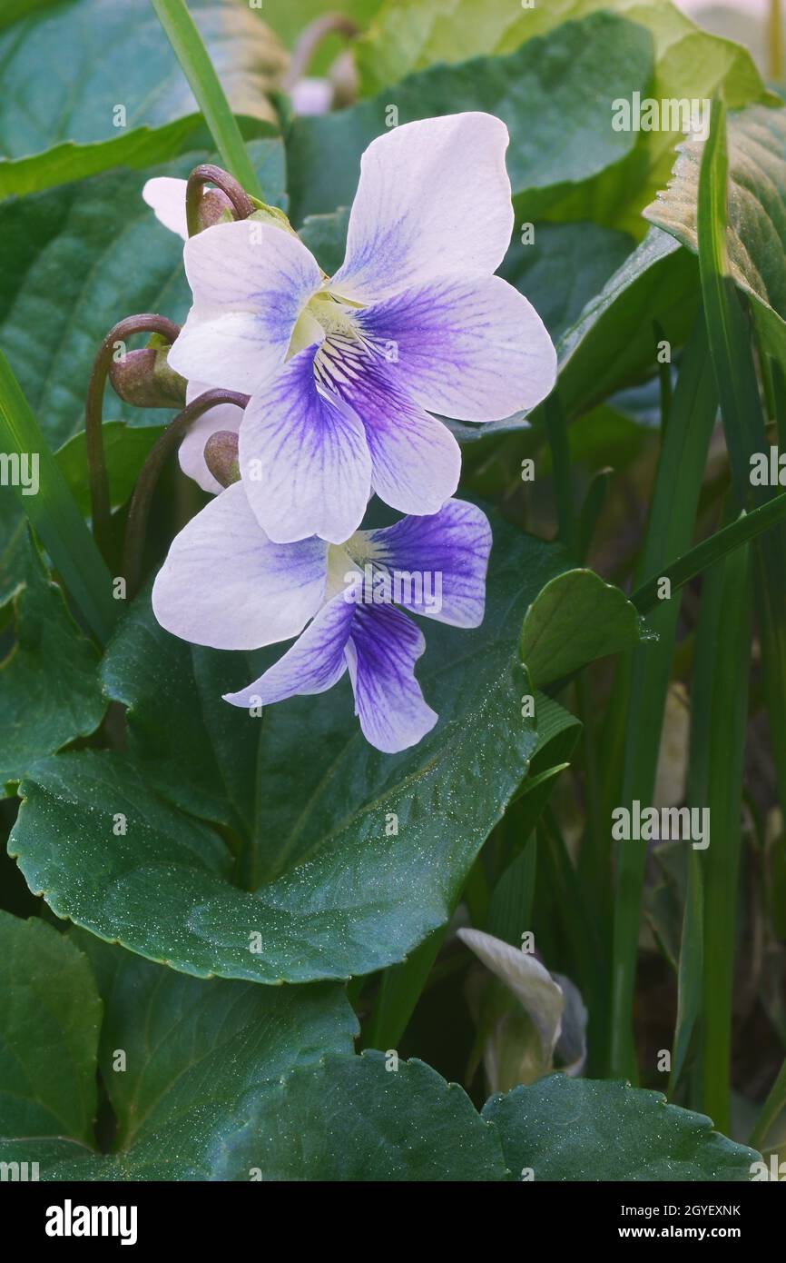 Common blue violet (Viola sororia). Called Common meadow violet, Purple violet, Woolly blue violet, Hoodet violet and Wood violet also. Stock Photo