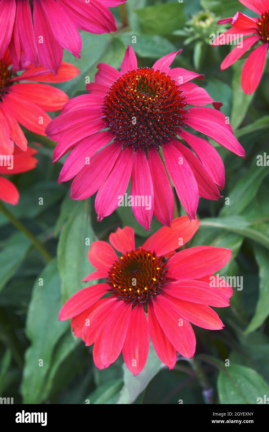 Purple coneflower (Echinacea purpurea). Called Eastern purple coneflower also. Stock Photo