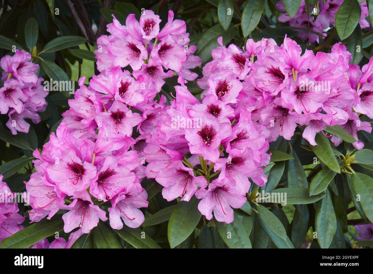 topfpflanze muttertag Blumenbertopf Glck - Muttertag