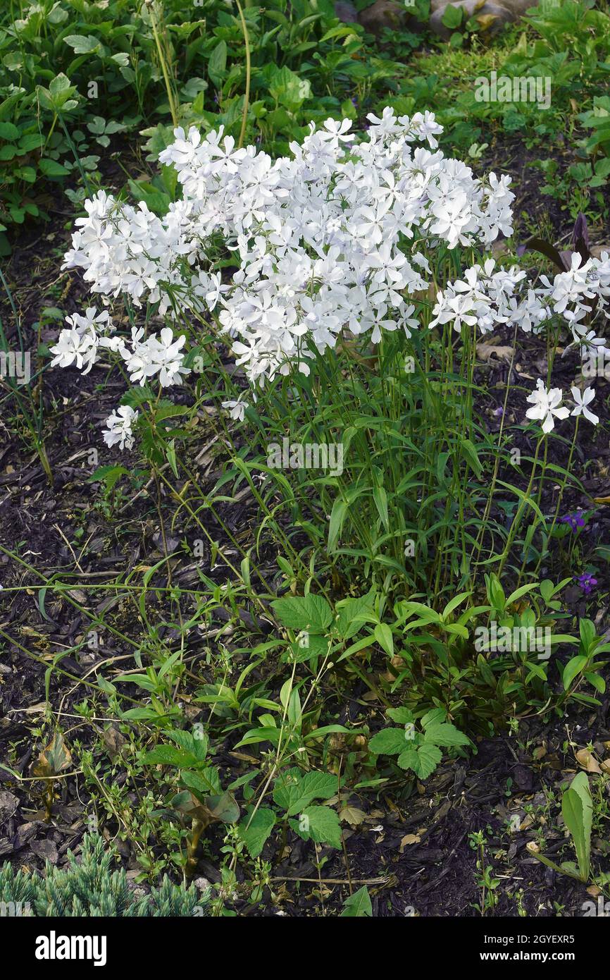 Wild blue phlox (Phlox divaricata). Called Woodland phlox and Wild