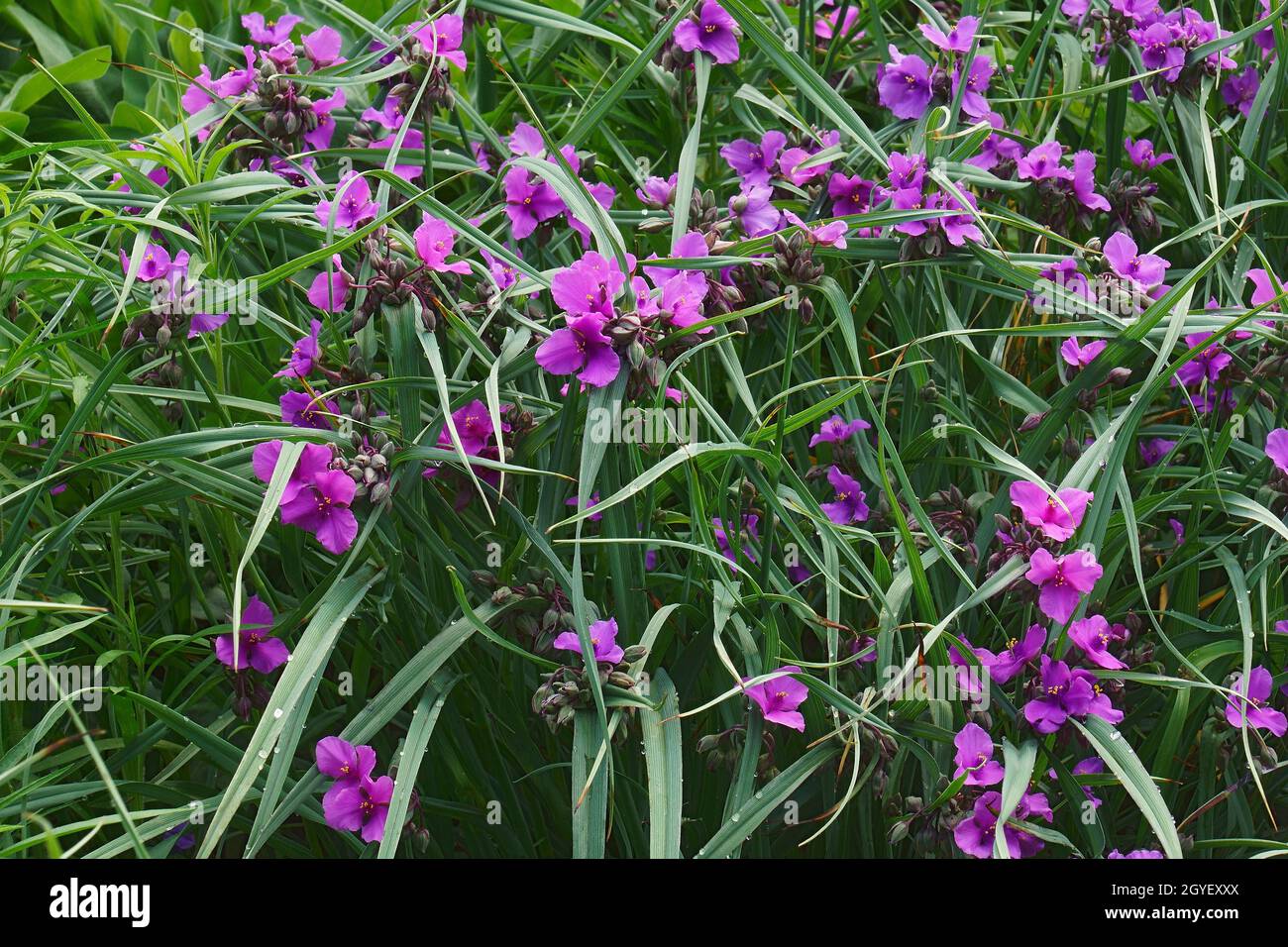 Virginia spiderwort (Tradescantia virginiana). Stock Photo