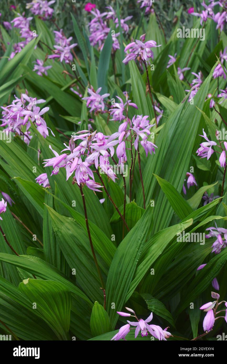 Hyacinth orchid (Bletilla striata). Known also as Chinese ground orchid. Stock Photo