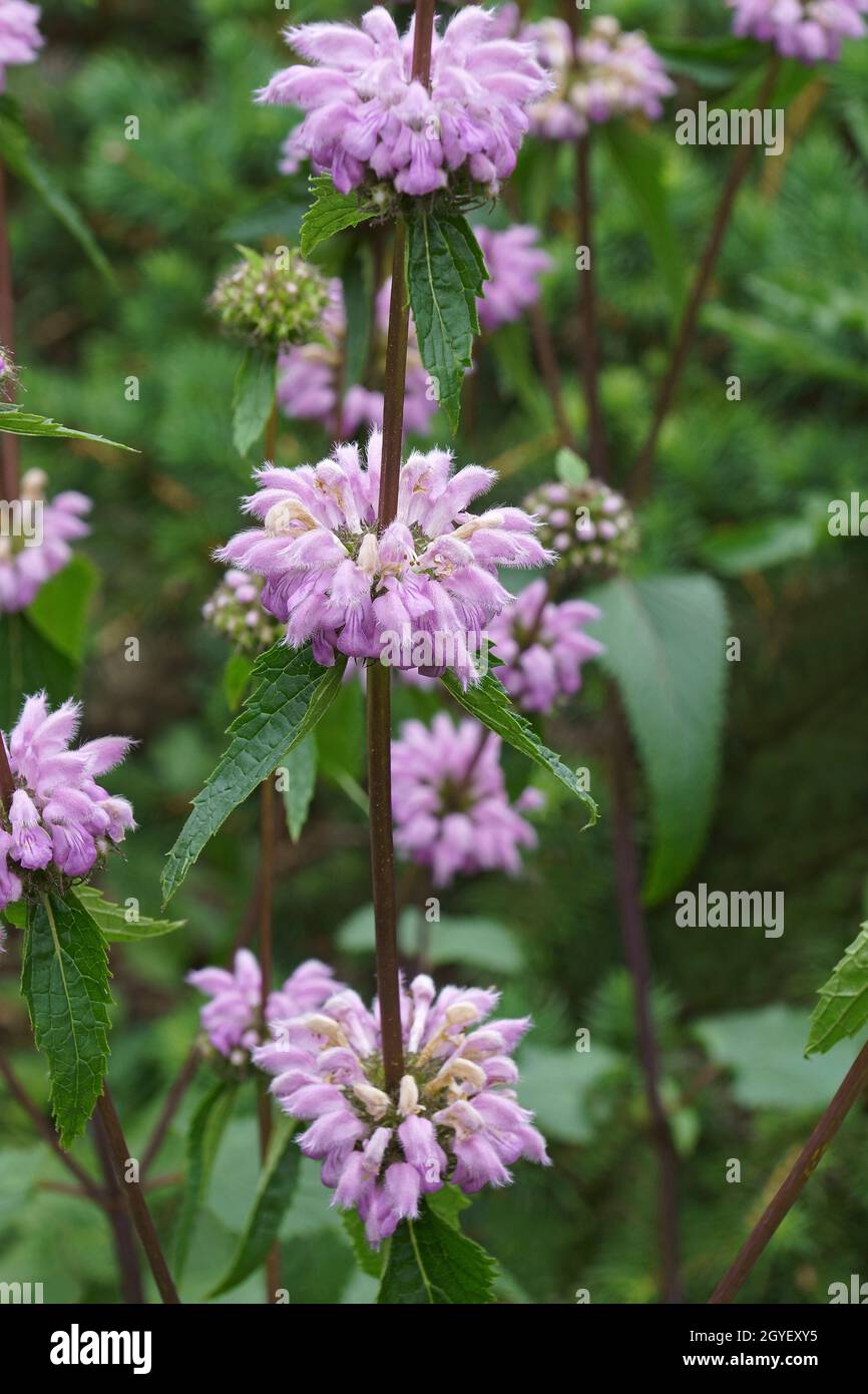 Jerusalem sage (Phlomoides tuberosa). Stock Photo