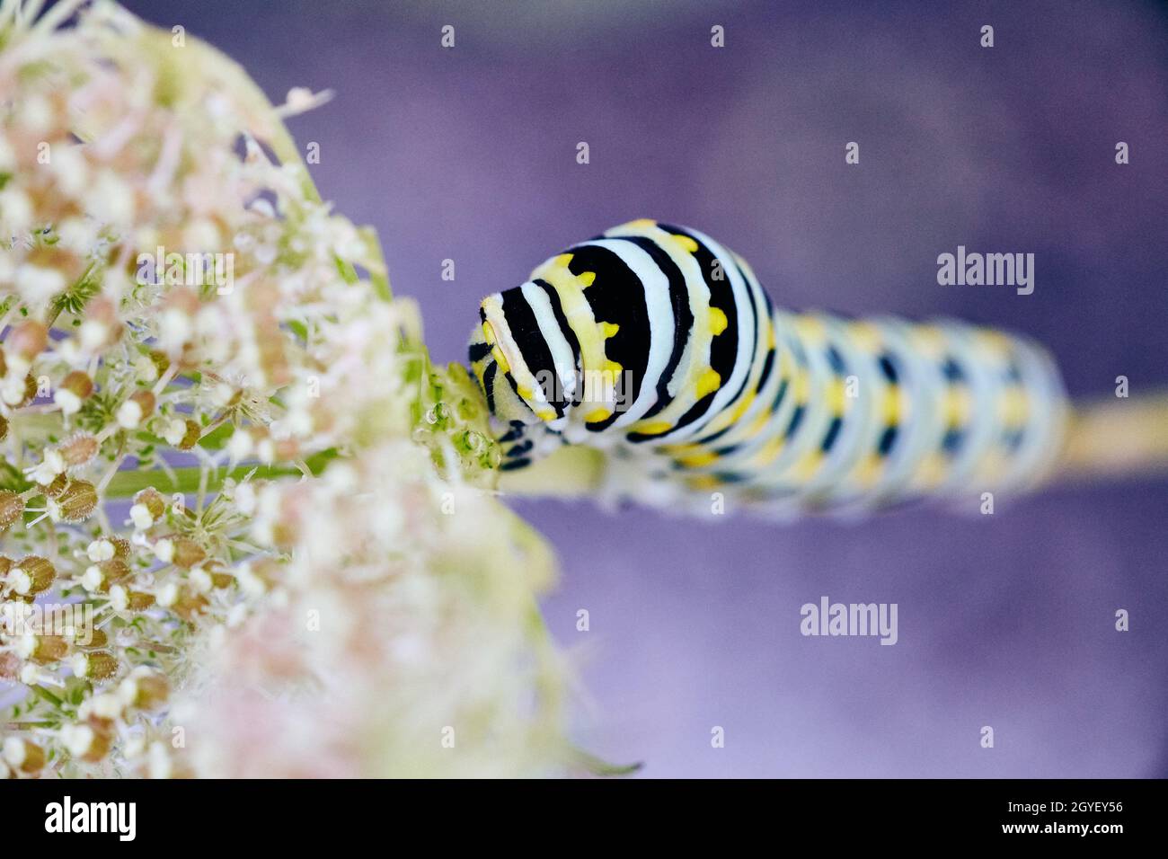 Looking down on white, yellow, and black stripped caterpillar climbing white flower Stock Photo