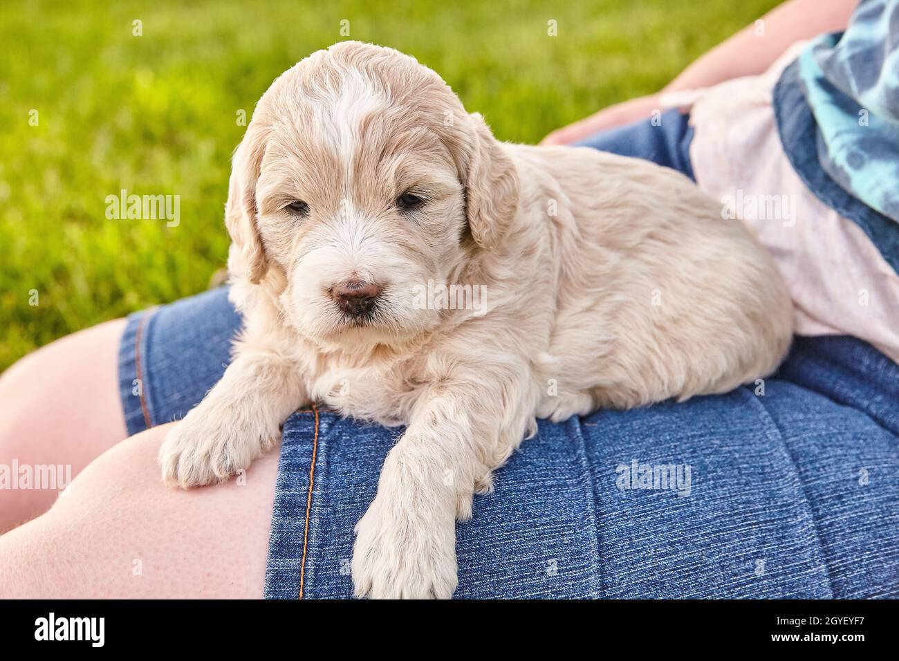 Light goldendoodle cheap puppy