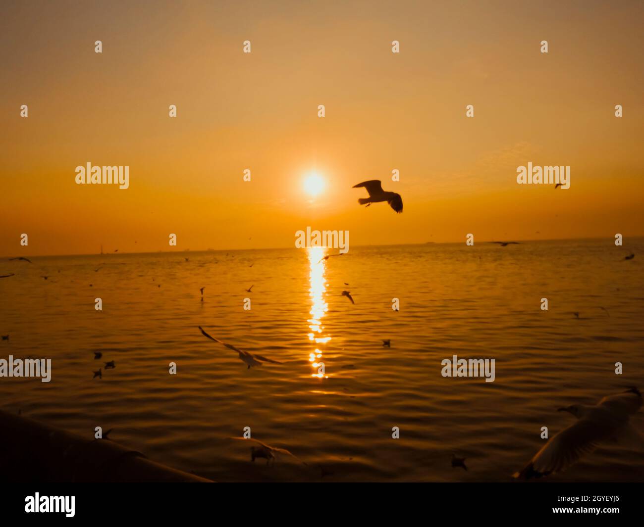 Sunset Sea Bird Silhouette sunset.Silhouette bird flying photography Sea. Minimal photography Stock Photo