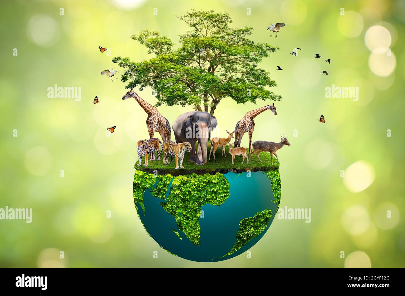 Concept Nature reserve conserve Wildlife reserve tiger Deer Global warming Food Loaf Ecology Human hands protecting the wild and wild animals tigers d Stock Photo