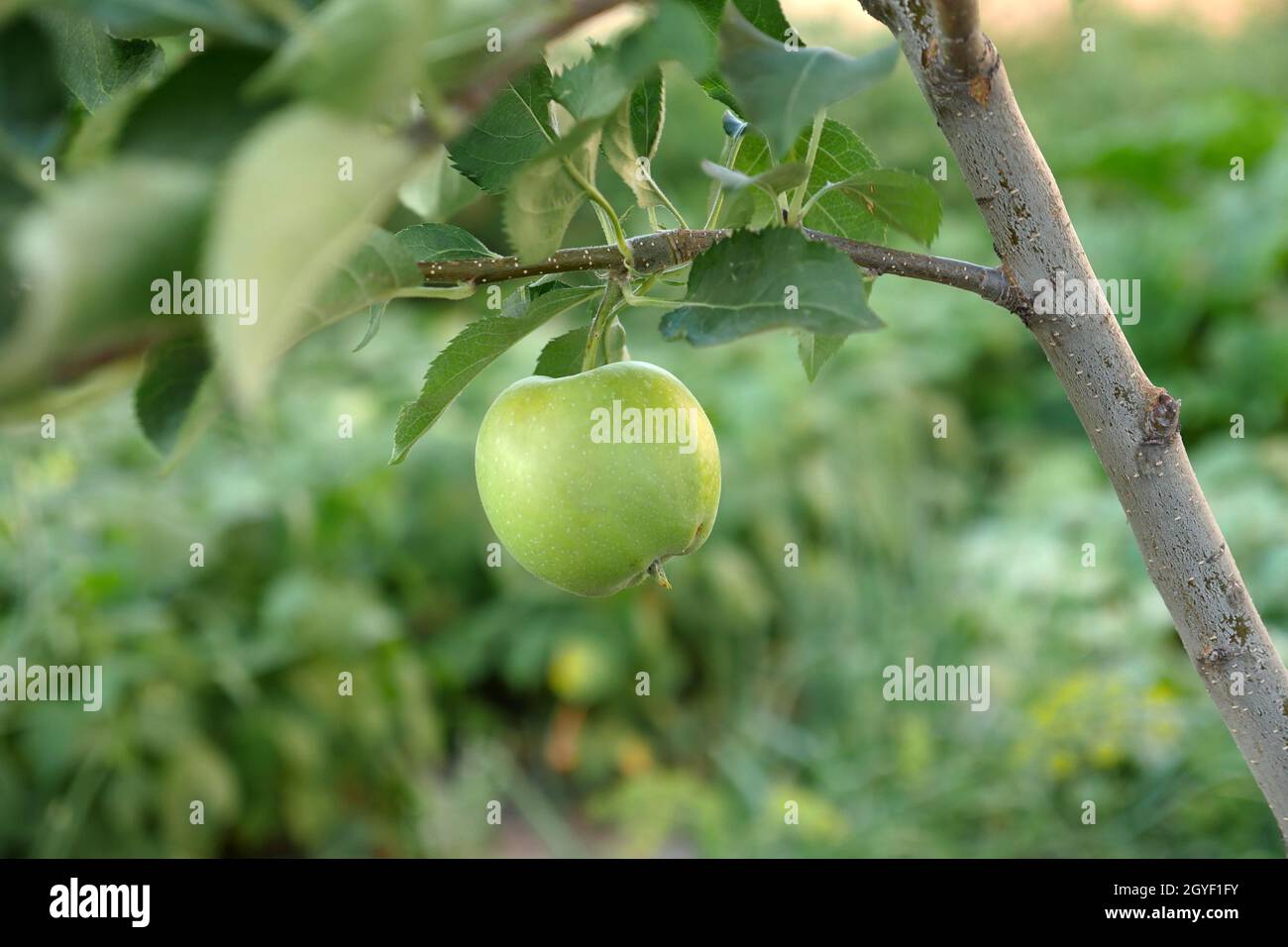 green sour apple standing on tree,close-up apple, apple on tree, Stock Photo