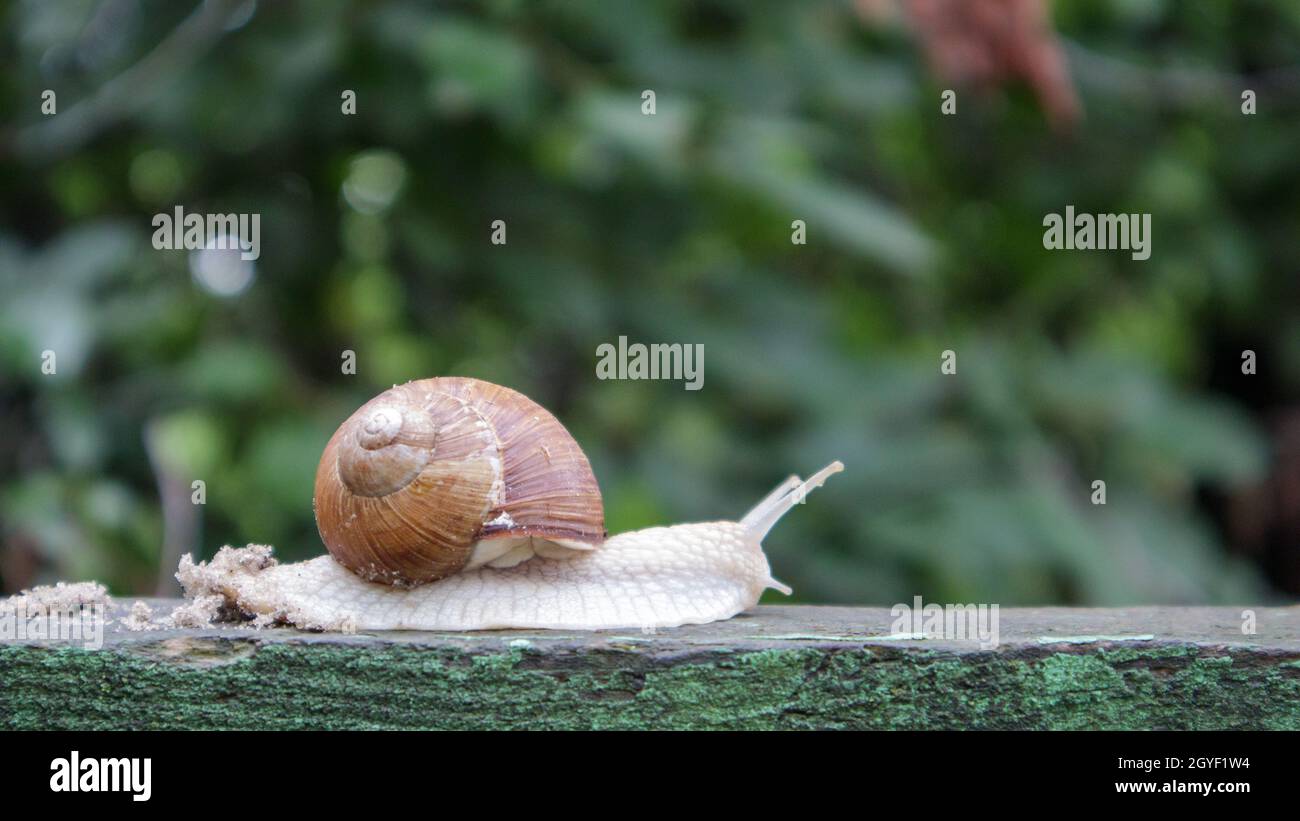 Large crawling garden snail with a striped shell. A large white mollusc with a brown striped shell. Summer day in the garden. Burgundy, Roman snail wi Stock Photo